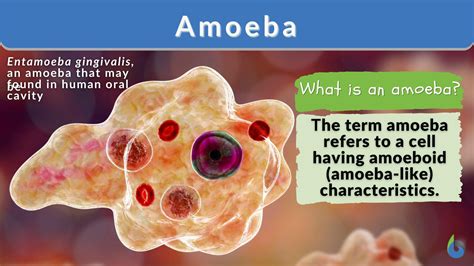 emeba|amoebas meaning.